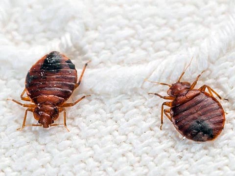 Close-up image of bed bugs for identification