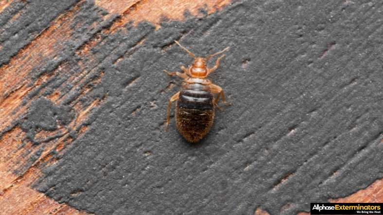 How to Know If You Have Bed Bugs: Early Warning Signs Homeowners Miss
