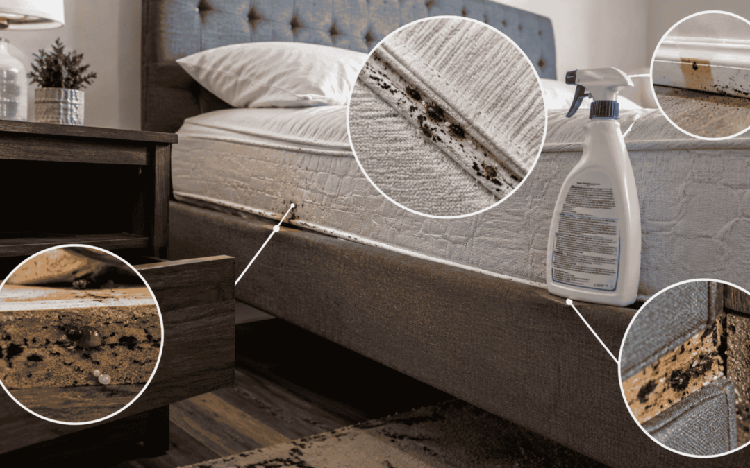 Why DIY Bed Bug Sprays Usually Make the Problem Worse