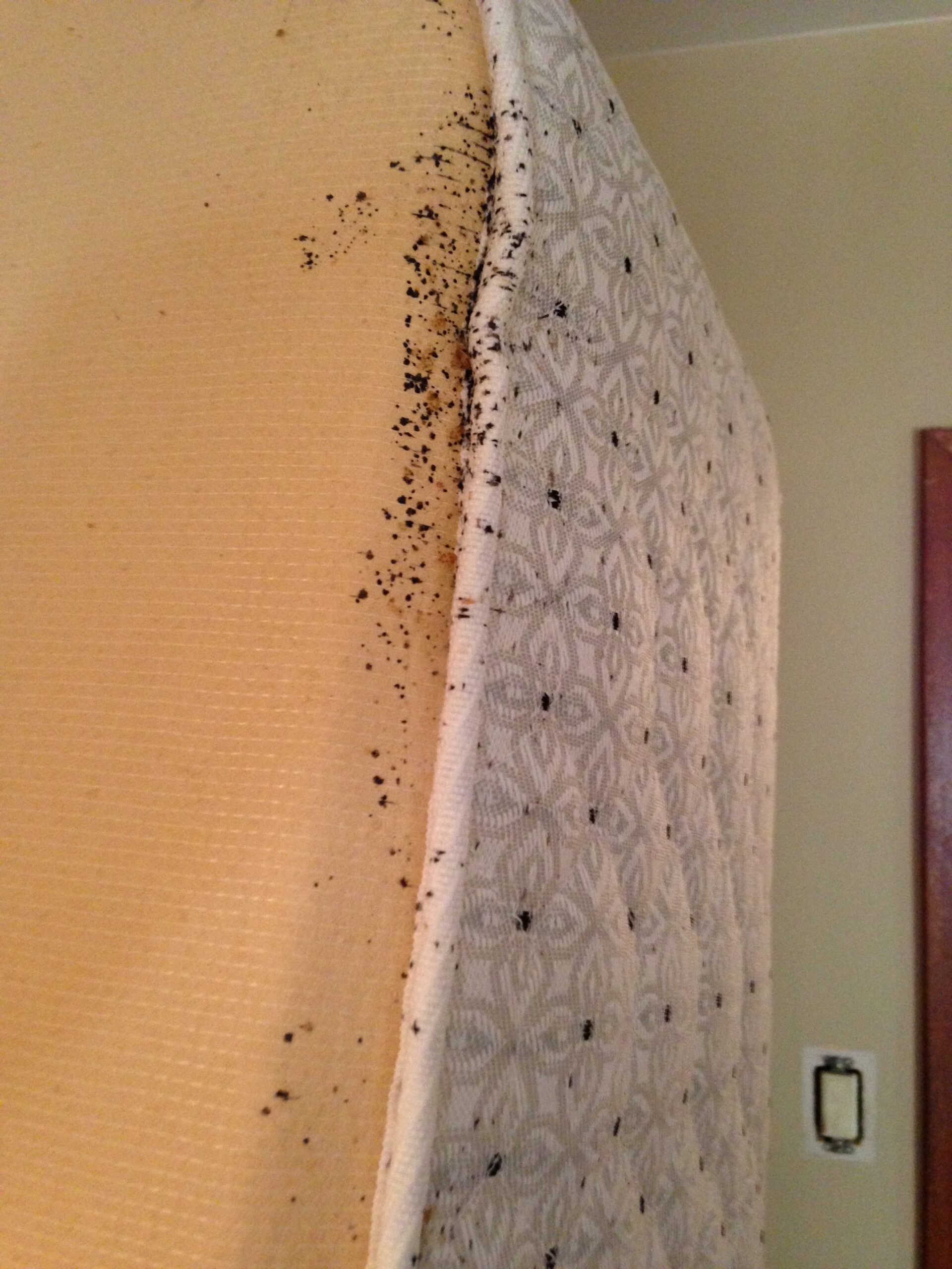Signs of a bed bug infestation